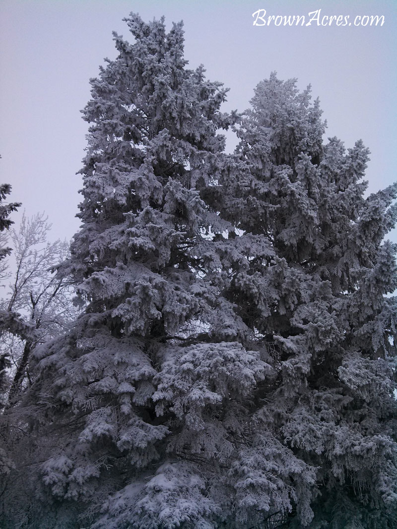 Snow-Covered-Pines