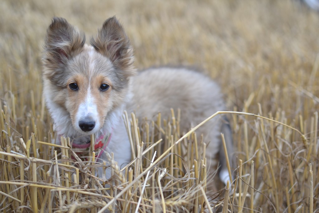 Sadie, our sheltie