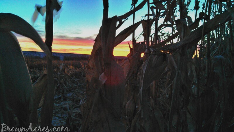 North Dakota corn sunset