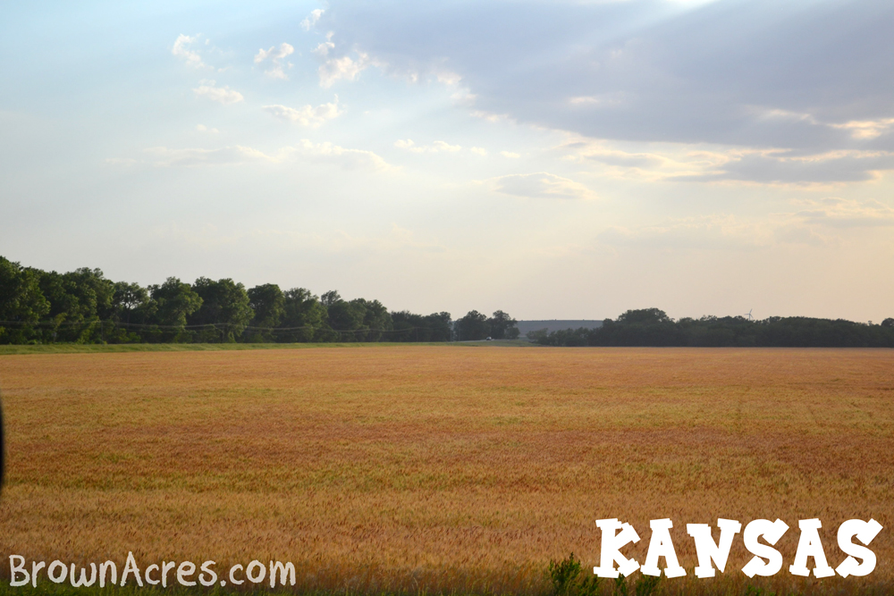 Brown-Acres-Amber-Waves-in-Kansas