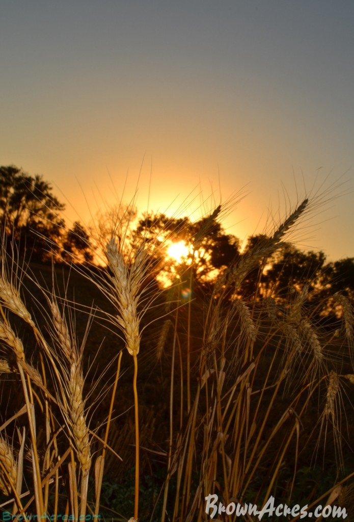 Brown-Acres-Oklahoma-Wheat