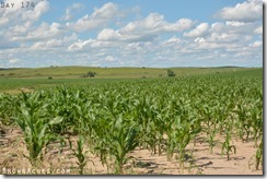 Corn in Nebraska