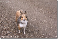 AKC Shetland Sheepdog AKA: Sheltie