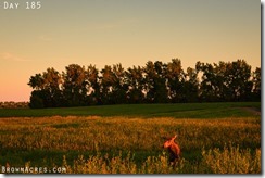 Moose in North Dakota
