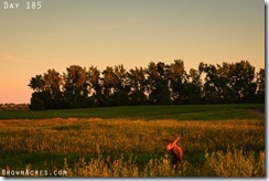 Moose in North Dakota