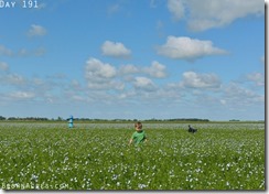 Flax Field in North Dakota