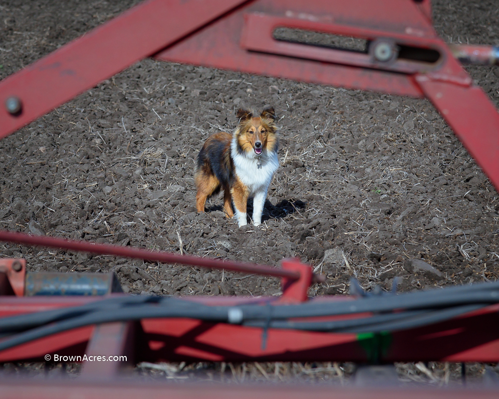 Bella joined our family around Christmas. Everything is new to her, but she is learning the ropes of farm life. She is a shetland sheepdog or sheltie for short. She loves following Brett on his excursions. 