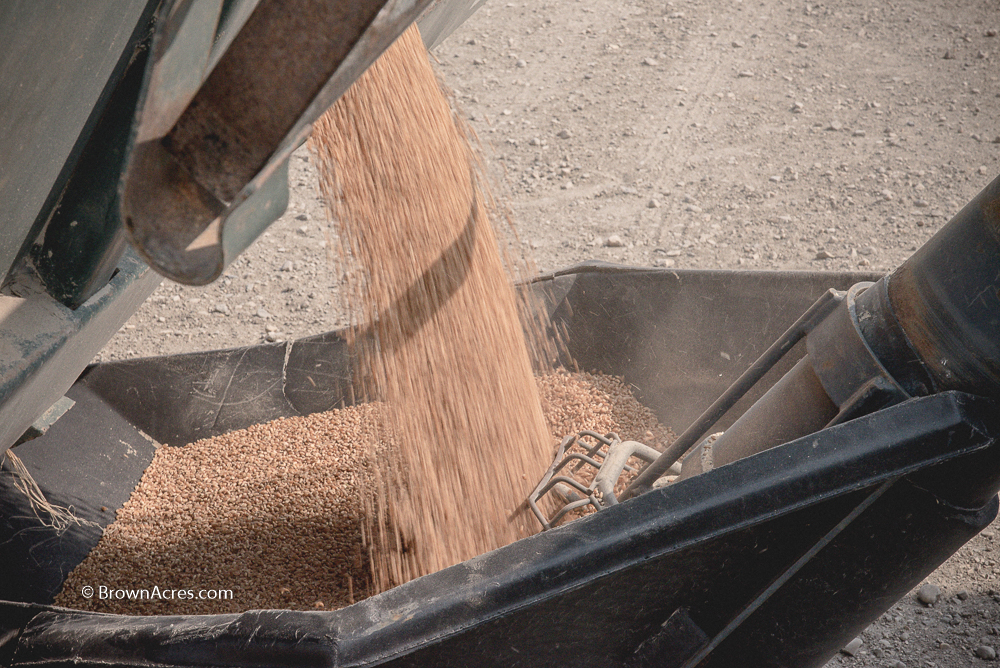 Brown Acres Custom Harvester Wheat Canola Oklahoma Kansas Nebraska South Dakota Combining Cutter DSC_2926#plant16, spring, Spring Wheat, wheat