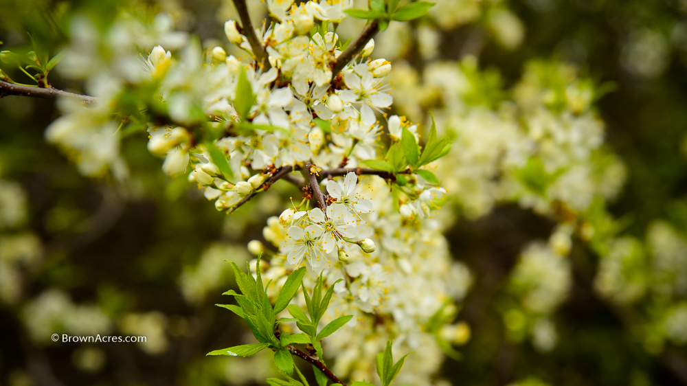 Plum Blossoms Brown Acres Custom Harvesting