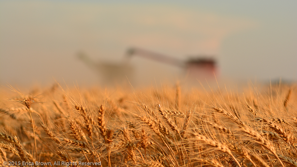 Custom Harvesting Spring Wheat Combiner wheat field145_57236000 x 4000