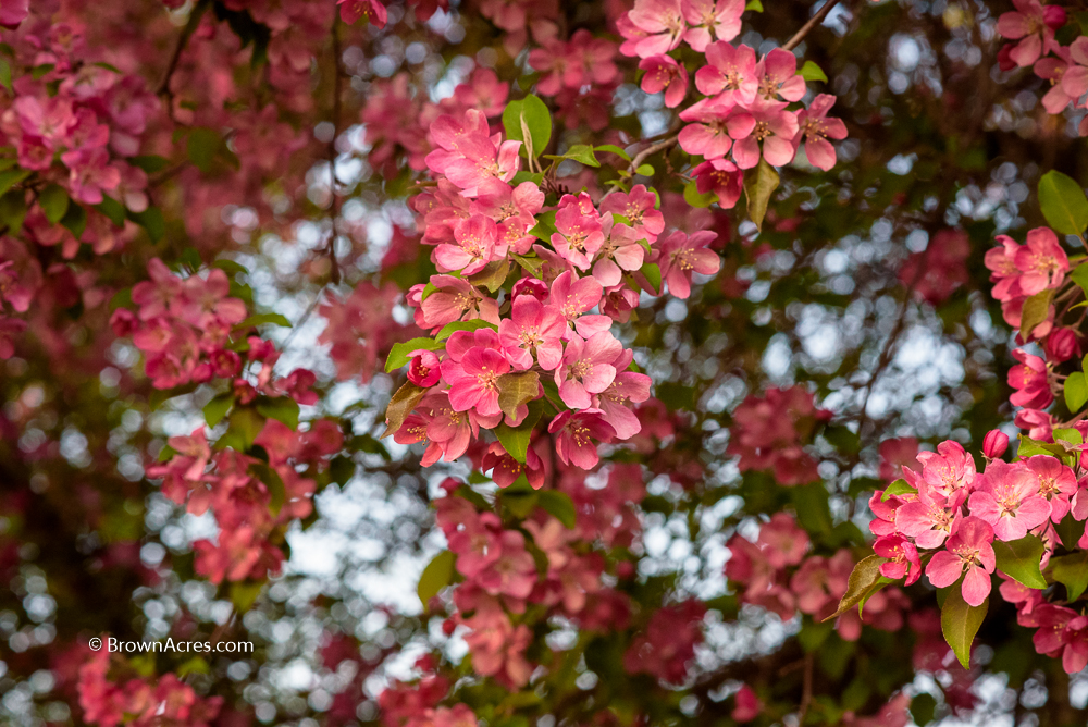 Flowering Crab Apple blossoms 