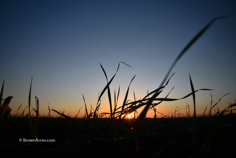 Brown Acres Custom Harvester Wheat Canola Oklahoma Kansas Nebraska South Dakota Combining Cutter Spring Wheat Sunrise Blue Sky