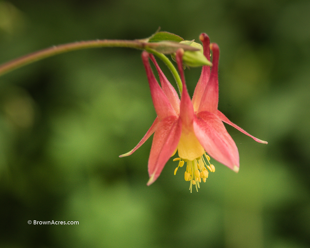 Columbine Flower