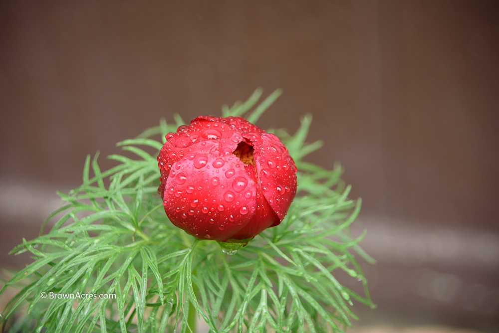 Fern Leaf Peony