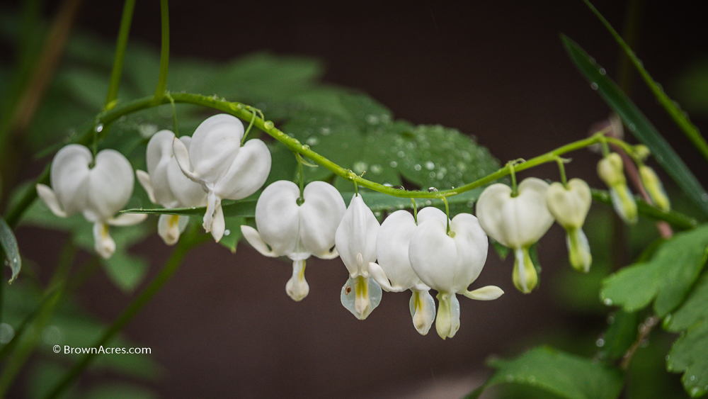 White Bleeding Hearts