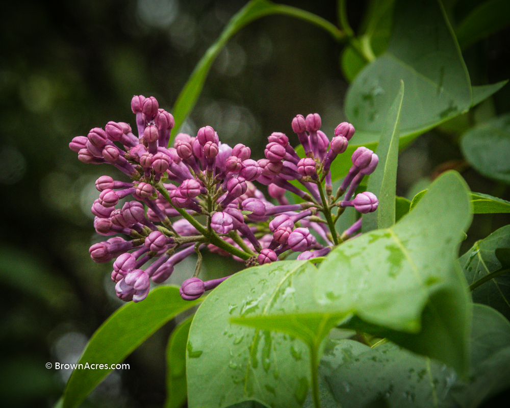 Lilacs