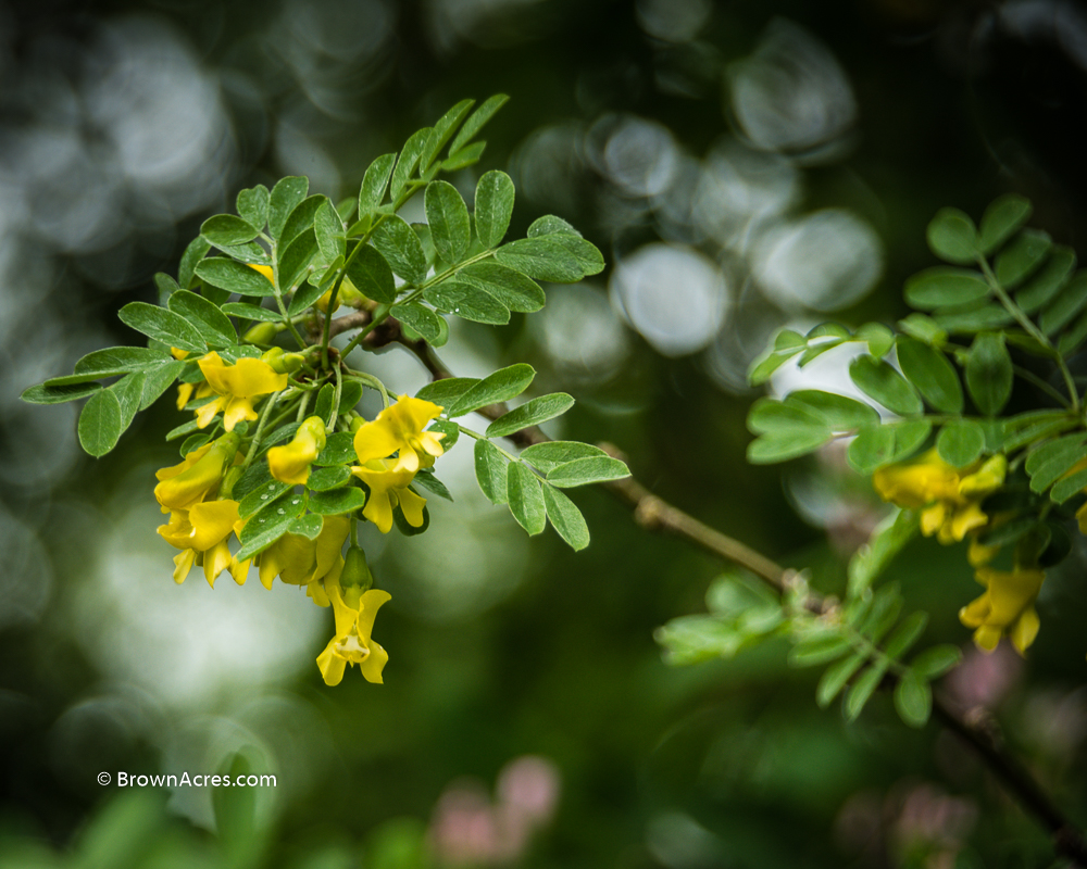 Caragana Bush