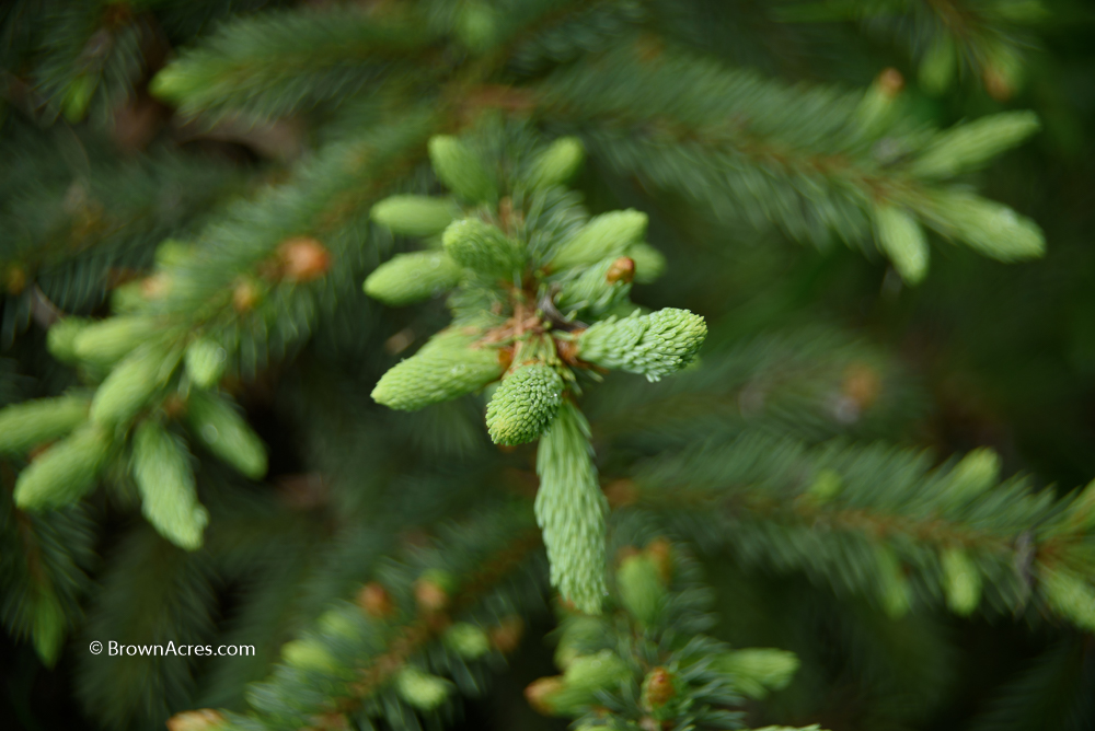 Pine Trees