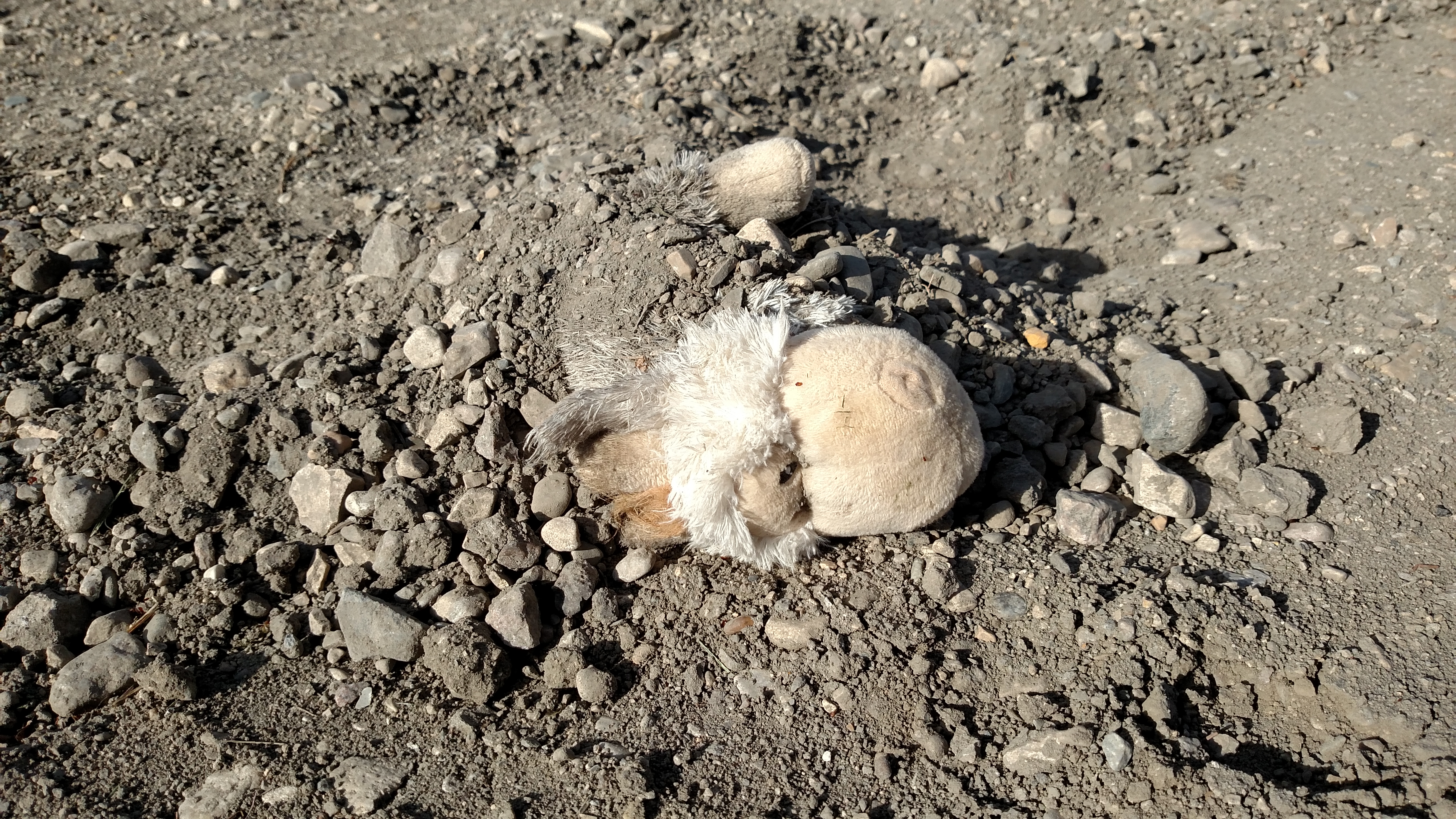 Dog buried toy in dirt