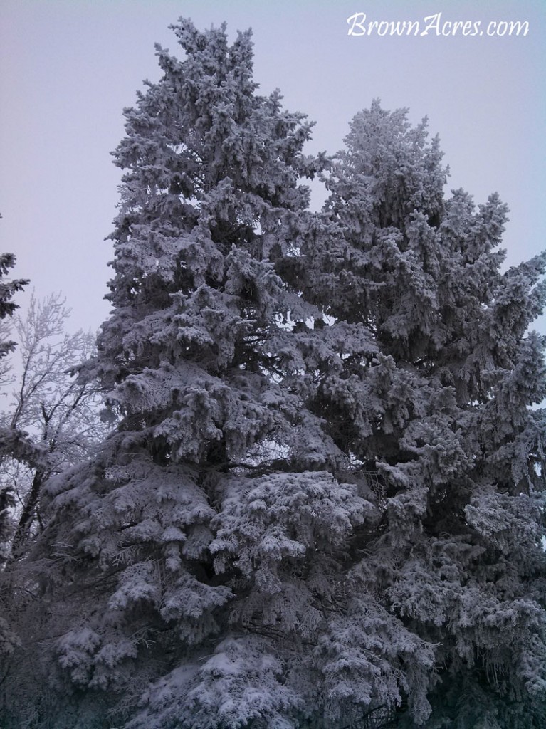 Snow-Covered-Pines